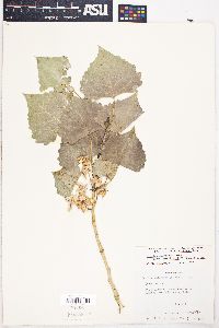 Populus deltoides subsp. wislizenii image