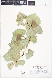 Populus fremontii subsp. fremontii image