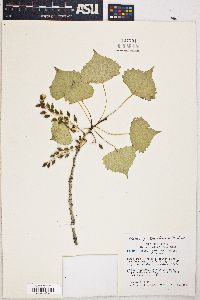 Populus fremontii image