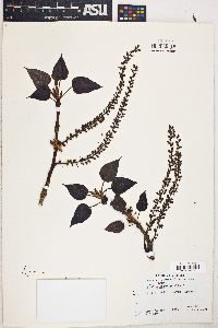 Populus heterophylla image