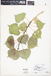 Populus deltoides subsp. monilifera image