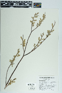 Salix geyeriana image