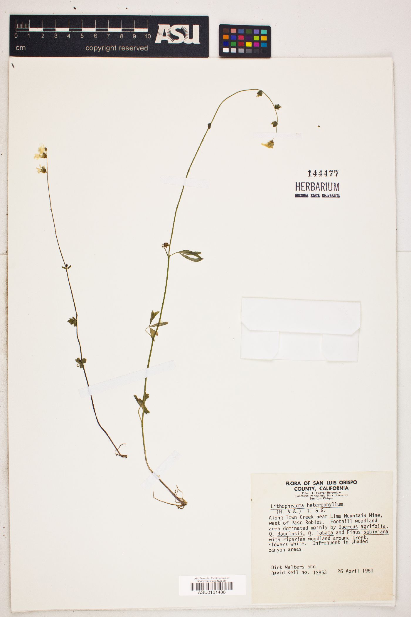Lithophragma heterophyllum image