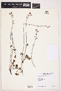 Lithophragma trifoliatum image