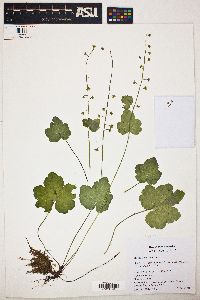 Mitella caulescens image