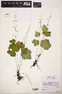 Mitella caulescens image