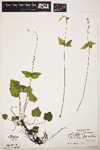 Mitella diphylla image