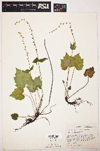 Mitella diphylla image