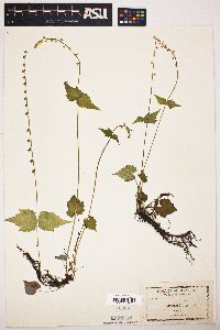 Mitella diphylla image