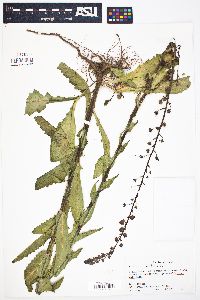 Verbascum blattaria image