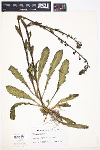 Verbascum blattaria image