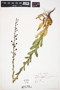 Verbascum blattaria image