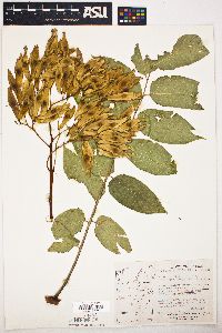 Ailanthus altissima image