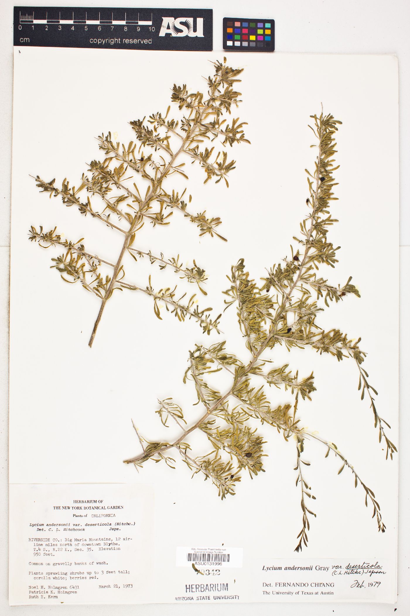 Lycium andersonii var. deserticola image