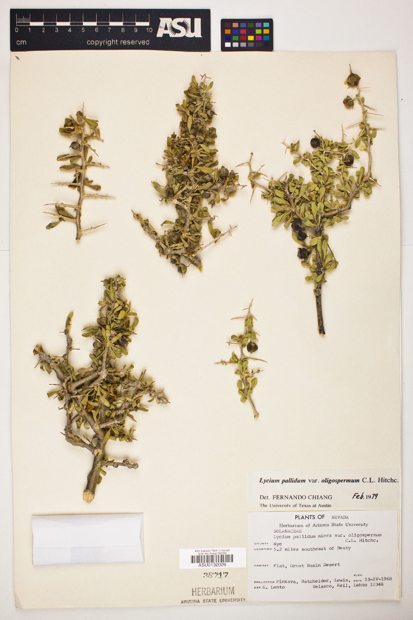 Lycium pallidum var. oligospermum image