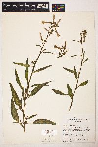 Nicotiana attenuata image