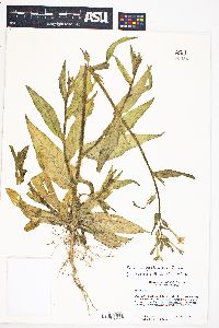 Nicotiana quadrivalvis image