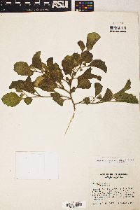 Physalis cinerascens image