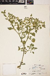 Physalis crassifolia image