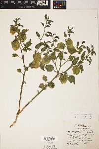 Physalis hederifolia image