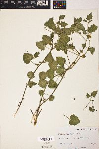 Physalis hederifolia image