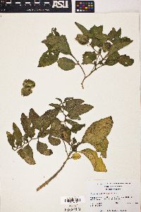 Physalis lanceolata image