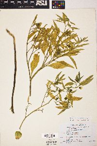 Physalis longifolia image