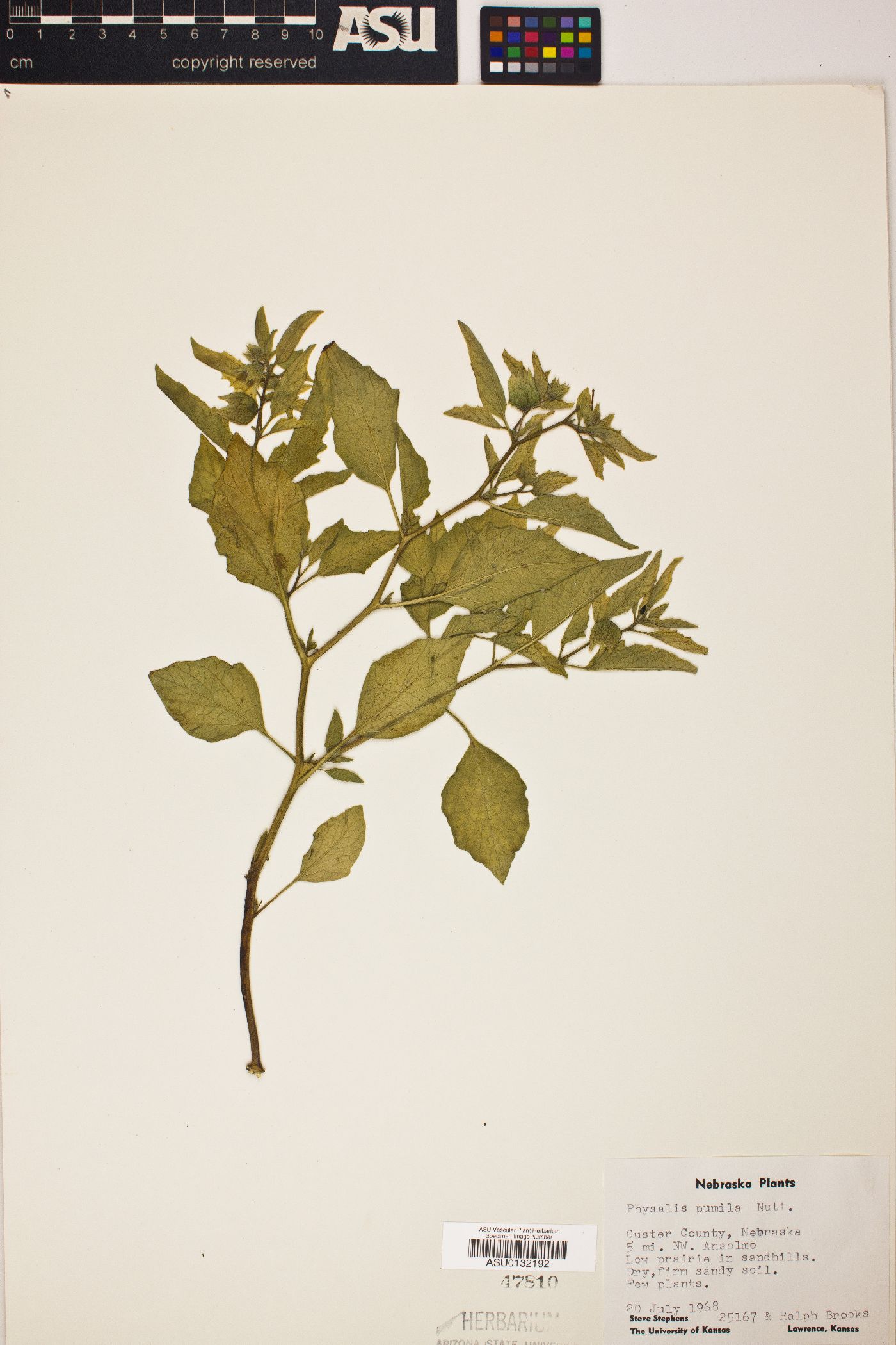 Physalis pumila image