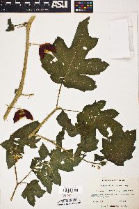 Solanum aculeatissimum image