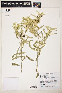 Solanum elaeagnifolium image