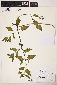 Solanum furcatum image