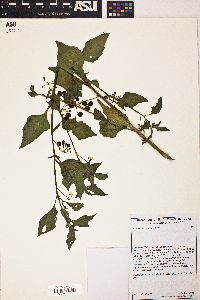 Solanum americanum image