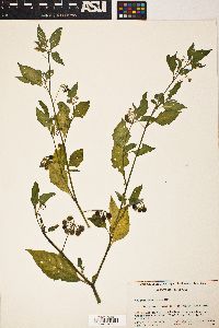 Solanum americanum image