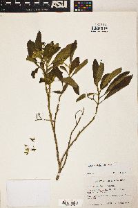 Solanum donianum image