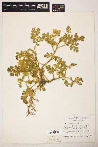 Solanum rostratum image