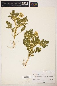 Solanum rostratum image