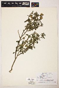 Solanum xanti image