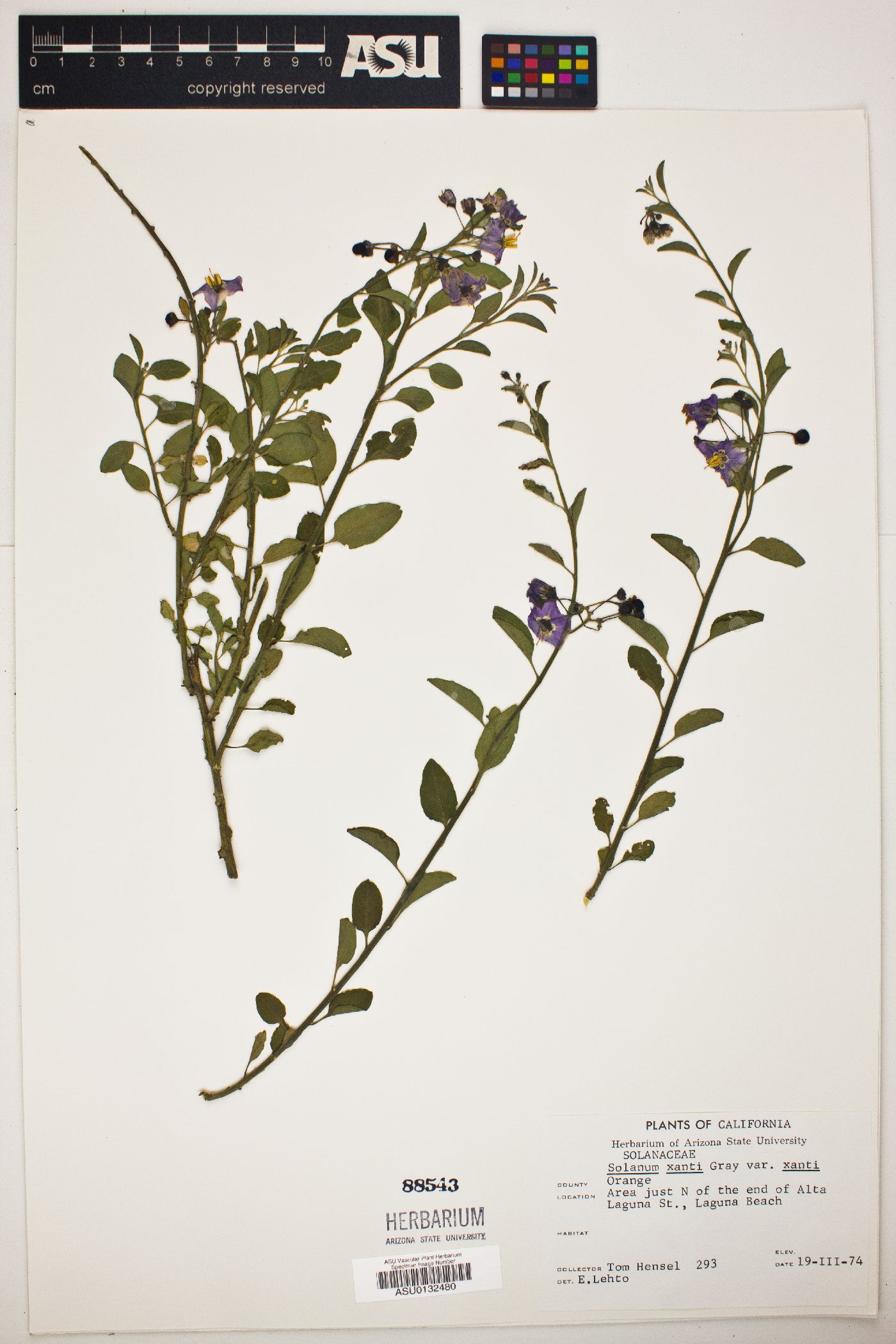 Solanum xanti var. xanti image