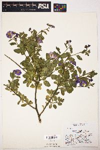 Solanum xanti var. intermedium image