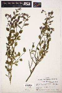 Solanum xanti image