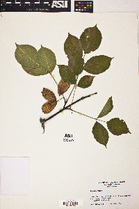 Staphylea trifolia image