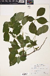 Staphylea trifolia image