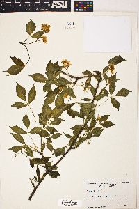 Staphylea trifolia image