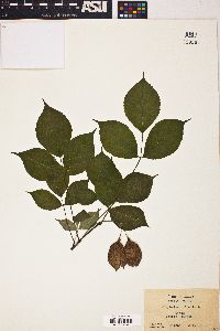 Staphylea trifolia image