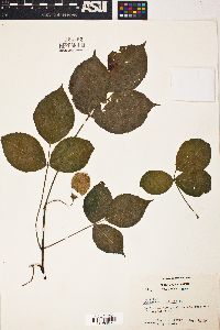 Staphylea trifolia image