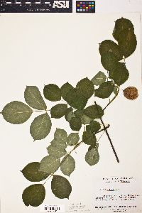 Staphylea trifolia image