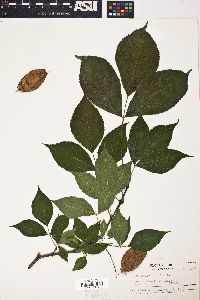 Staphylea trifolia image