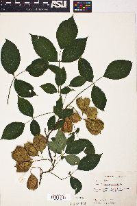 Staphylea trifolia image