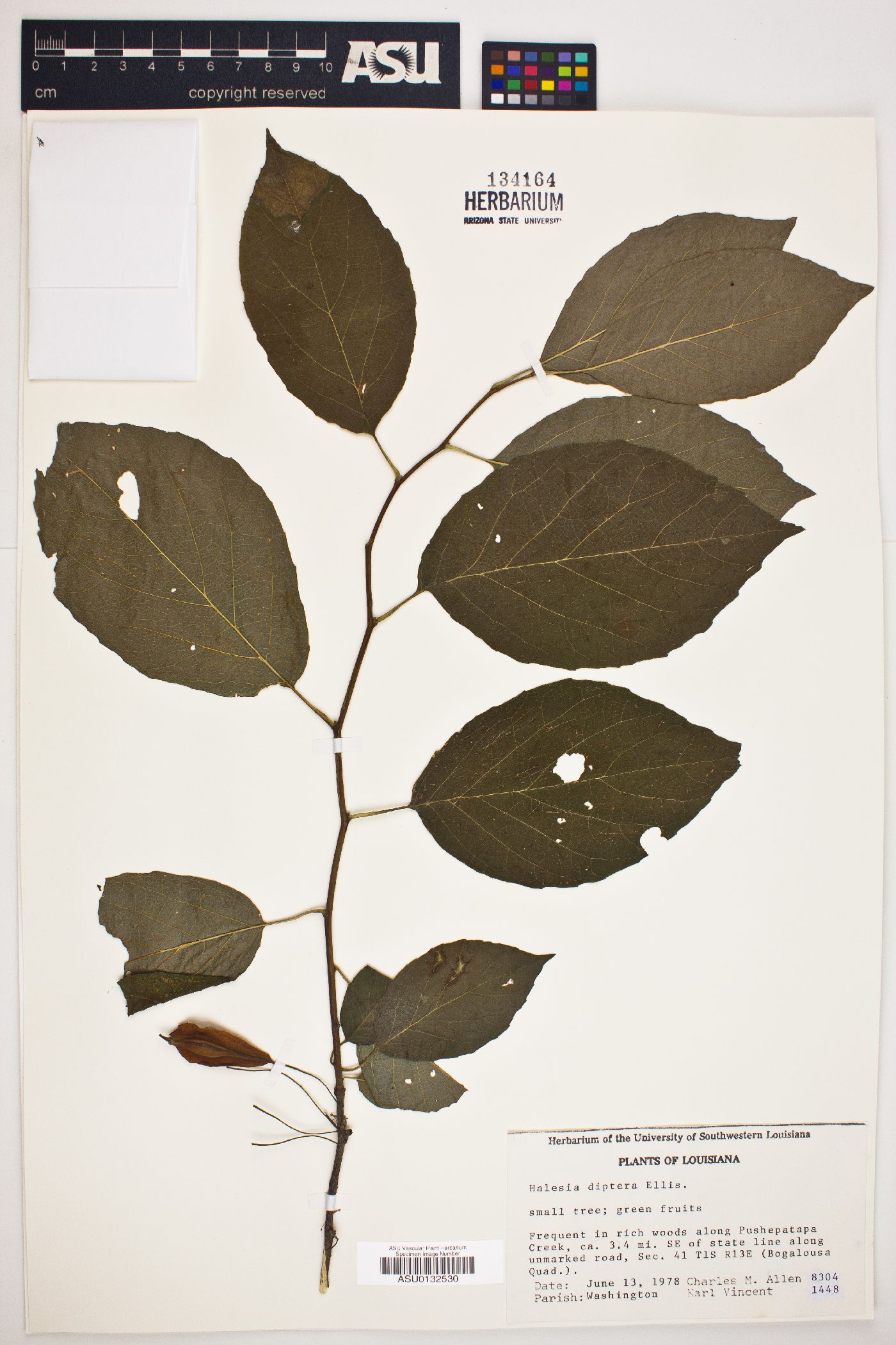 Halesia diptera image