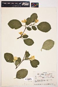 Styrax redivivus image